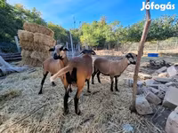 Ոչխար, Cameroon sheep — լուսանկար 2