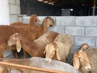 میش, گوسفند — عکس 3