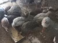 Guinea fowl — foto 1