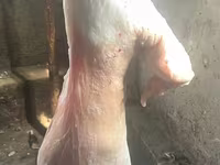 숫양, 양 — 사진 6