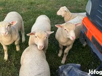 Biri-biri betina, Ile-de-France sheep — foto 3
