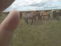 ፈረስ, Horses — ፎቶ 1