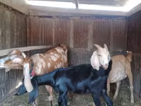 بز ماده, Dutch Landrace goats — عکس 1
