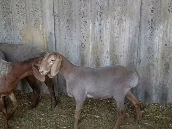 Pecora, Arashan sheep