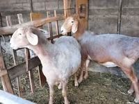 Baran, Arashan sheep — zdjęcie 2