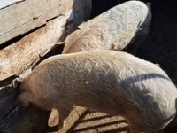 ሴት አሣማ, Pigs — ፎቶ 1