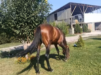 Hingst, Arabian horse — foto 4