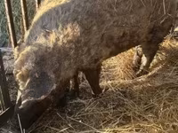 Babi betina, Мангалица — foto 1