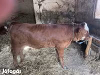 Lo’, Limousin cow — sawirka 1