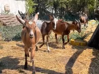 Goat, Goats — photo 1