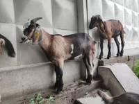 بز نر, Nubian Goat — عکس 4