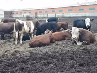Bull, Simmental cattle — photo 7