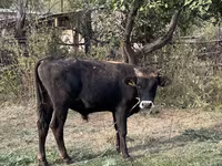 گاو نر, گاو — عکس 4