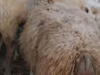 Biri-biri betina, Sheep — foto 2