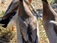 Indian Runner — foto 2