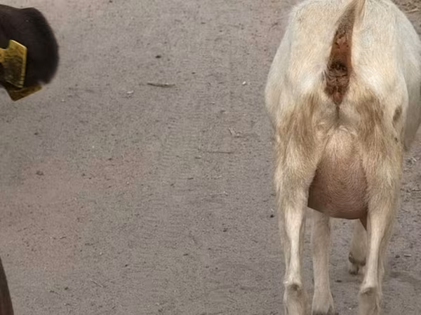 Goat, Saanen goat — Kyrgyzstan