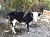 Krava, Kazachská bílá hlava kráva — foto 1