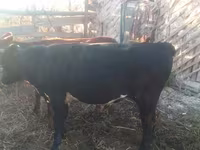 Lo’, Cattle — sawirka 1