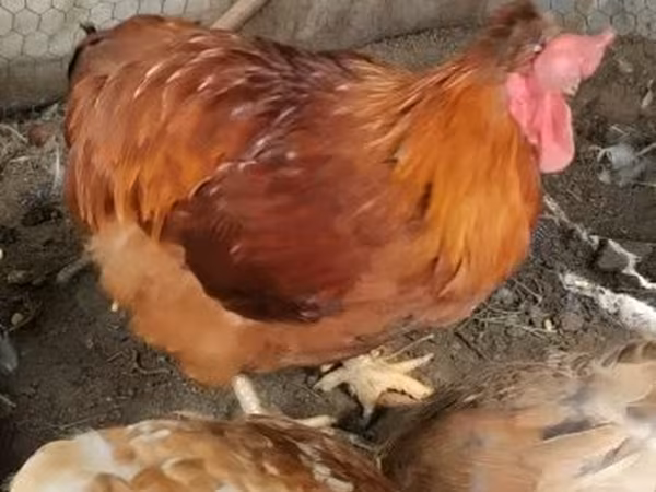 Chickens