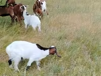 Коза, Nubian Goat — снимка 4