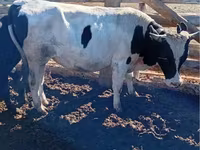 황소, Simmental cattle — 사진 6