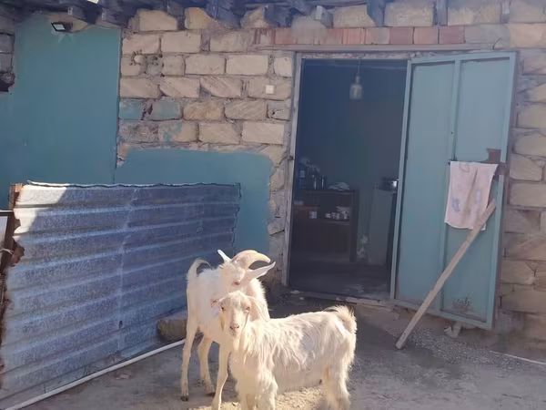 بز ماده, Saanen goat