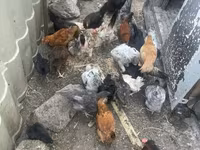Chickens — Foto 5
