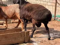 كبش, Rhon sheep — الصورة 2