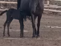 مادیان, Kazakh horse — عکس 2