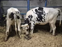 Krava, Russian Black pied cattle — foto 1