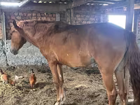 Kobyła, Kazakh horse — zdjęcie 1