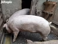 Scrofa, Дюрок — foto 2