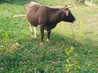 İnək, Mal-qara — foto 4