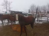 مادیان, اسب — عکس 8
