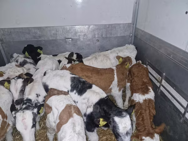Touro, Simmental cattle