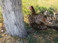Muscovy domestica — foto 3