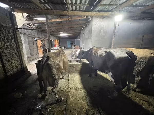Lembu betina, Cattle