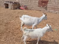 تيس, Saanen goat — الصورة 5