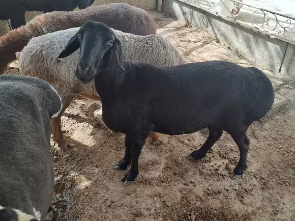 قوچ, گوسفند