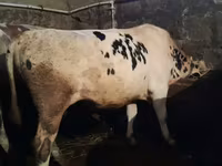 Boğa, Holstein ırkı — foto 1