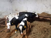 ላም, Russian Black pied cattle — ፎቶ 1