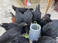 Chickens — photo 4