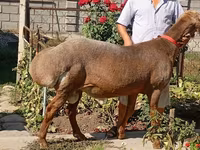 Beran, Arashan sheep — foto 3