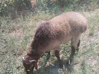Kambing jantan, Hissar sheep — foto 1