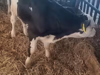 วัวตัวผู้, Simmental cattle — รูปภาพ 1