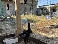Chickens — foto 8