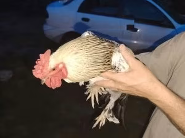 Բրահմա