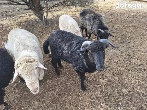 مینڈھا, Merino sheep