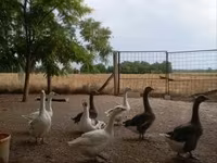 Geese — фото 1