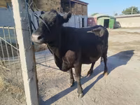 Kuh, Aberdeen-Angus — Foto 2